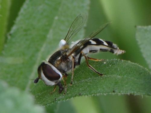 Réf. 247 125 : Scaeva pyrastri